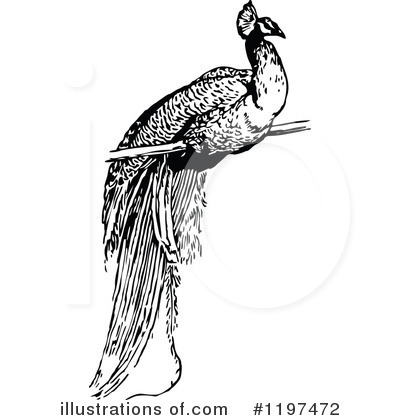 Royalty-Free (RF) Peacock Clipart Illustration by Prawny Vintage - Stock Sample #1197472