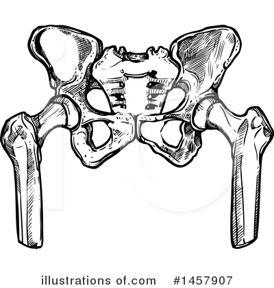 Pelvis Clipart #1457907 by Vector Tradition SM