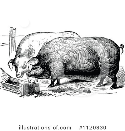 Royalty-Free (RF) Pig Clipart Illustration by Prawny Vintage - Stock Sample #1120830