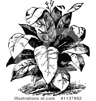 Royalty-Free (RF) Plant Clipart Illustration by Prawny Vintage - Stock Sample #1137862