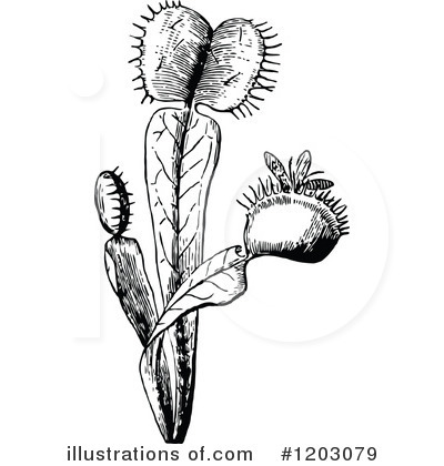 Carnivorous Plant Clipart #1203079 by Prawny Vintage