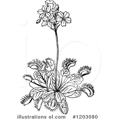Royalty-Free (RF) Plant Clipart Illustration by Prawny Vintage - Stock Sample #1203080