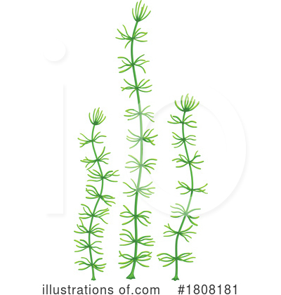 Seaweed Clipart #1808181 by Vector Tradition SM
