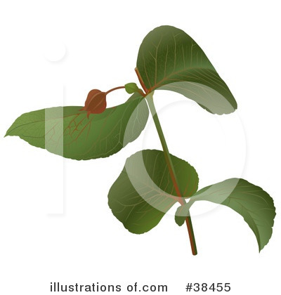 Royalty-Free (RF) Plant Clipart Illustration by dero - Stock Sample #38455