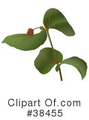 Plant Clipart #38455 by dero