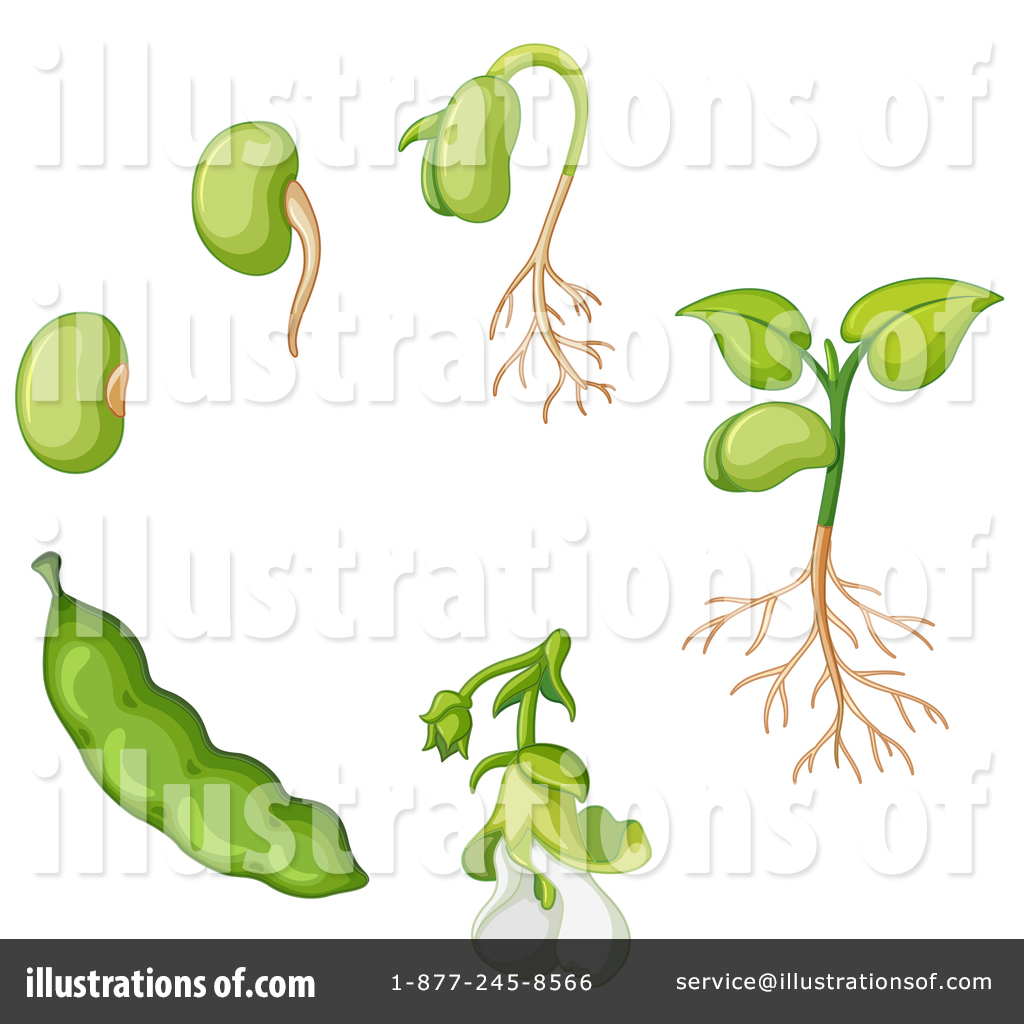 Beans Clipart #1522338 - Illustration by Graphics RF