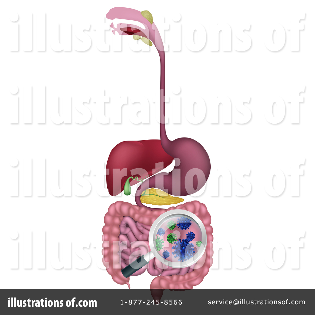 Digestion Stock Illustrations, Vecteurs, & Clipart – (31,759 Stock