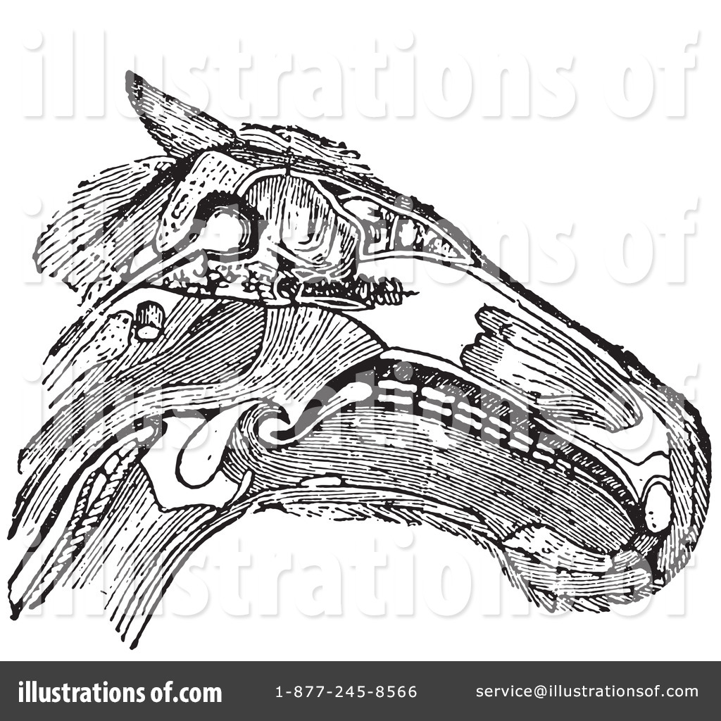 Horse Anatomy Clipart #1130607 - Illustration by Picsburg