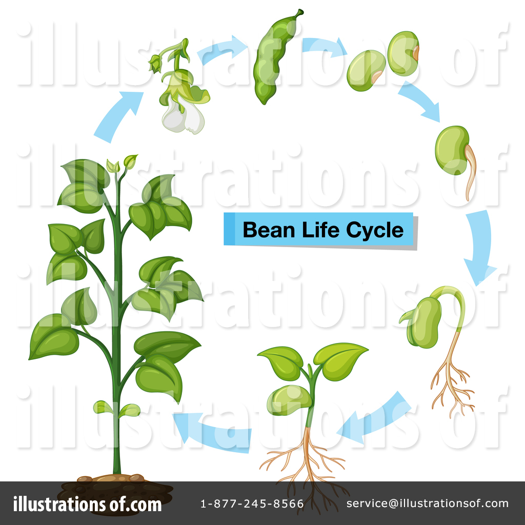 Plant Clipart #1476786 - Illustration by Graphics RF