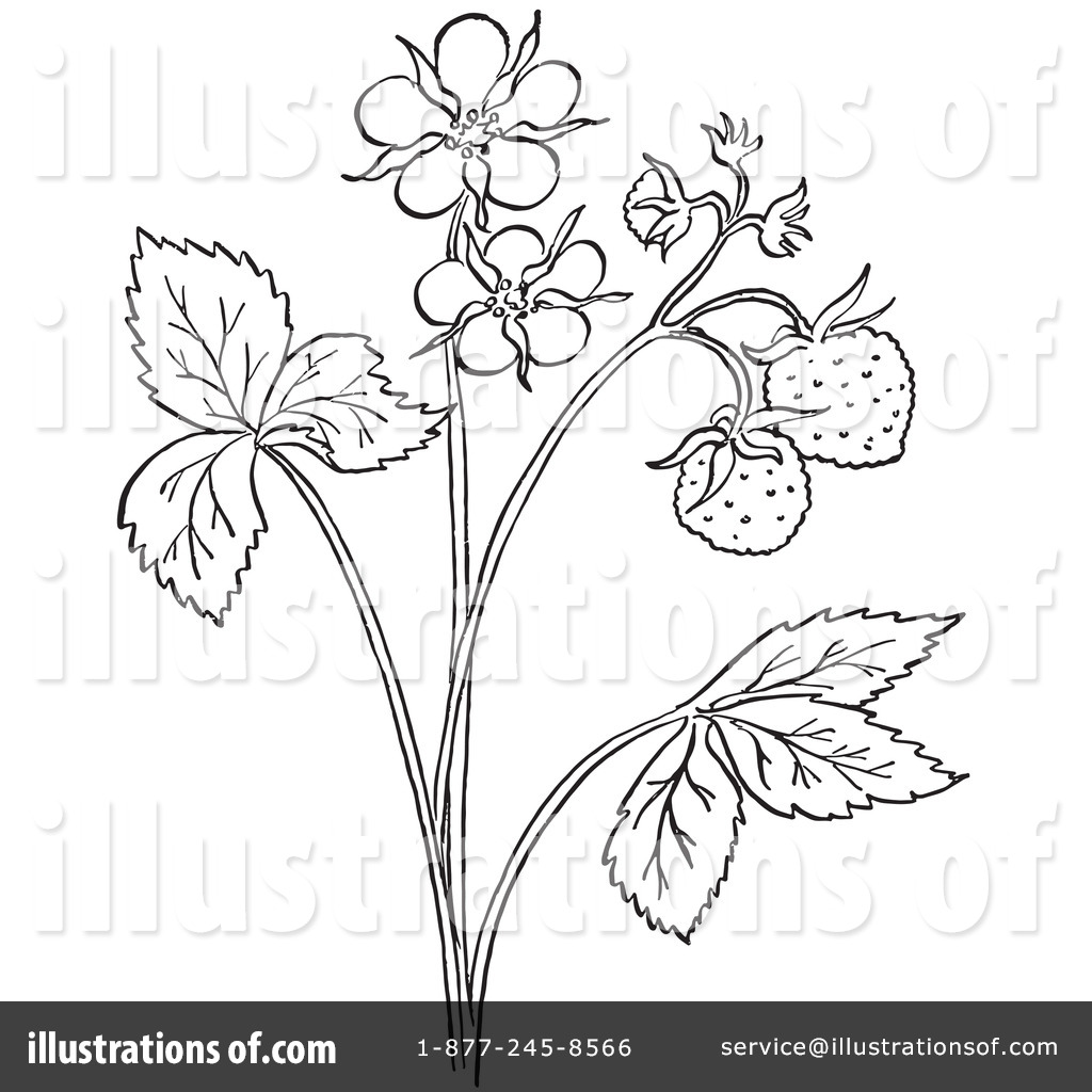 Strawberry Plant PNG Transparent Images Free Download | Vector Files |  Pngtree