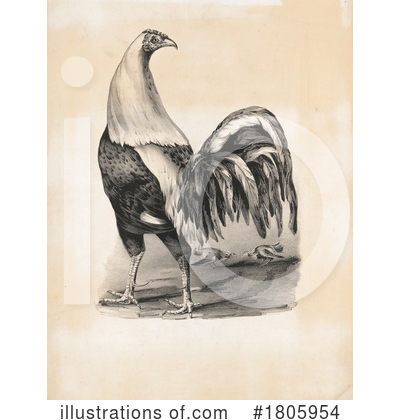 Chicken Clipart #1805954 by JVPD