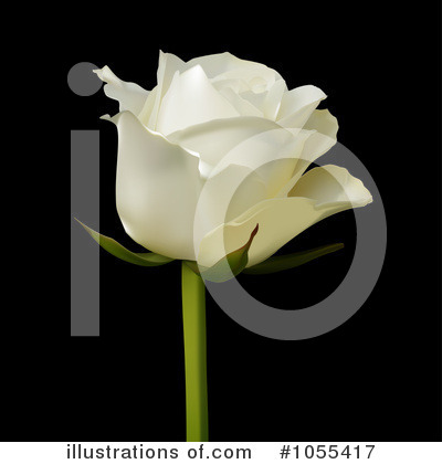 Ivory Rose Clipart #1055417 by elaineitalia