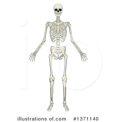 Bone Clipart #1371140 by AtStockIllustration