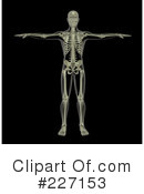 Skeleton Clipart #227153 by KJ Pargeter