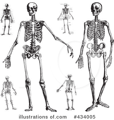 Royalty-Free (RF) Skeleton Clipart Illustration by BestVector - Stock Sample #434005