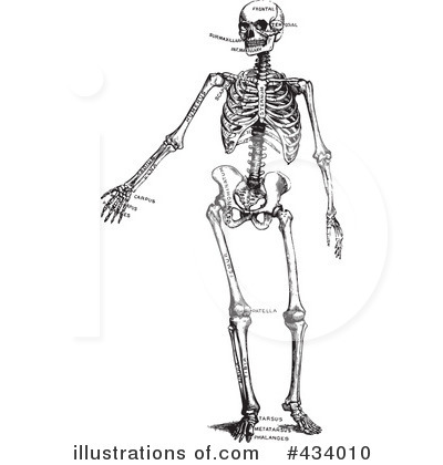 Royalty-Free (RF) Skeleton Clipart Illustration by BestVector - Stock Sample #434010