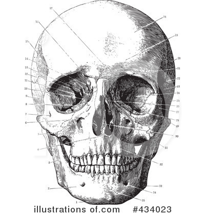 Royalty-Free (RF) Skull Clipart Illustration by BestVector - Stock Sample #434023