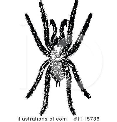 Royalty-Free (RF) Spider Clipart Illustration by Prawny Vintage - Stock Sample #1115736