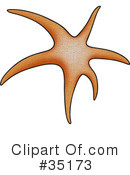 Starfish Clipart #35173 by dero