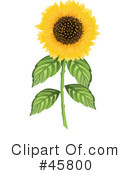 Sunflower Clipart #45800 by Pams Clipart