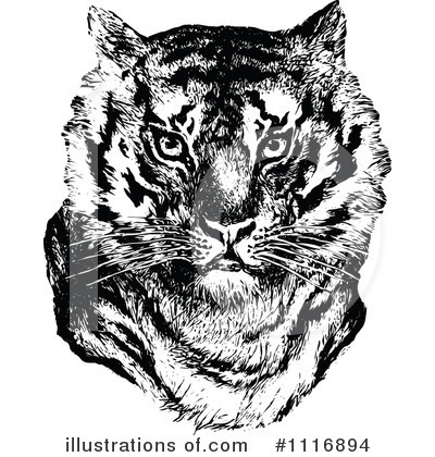 Royalty-Free (RF) Tiger Clipart Illustration by Prawny Vintage - Stock Sample #1116894