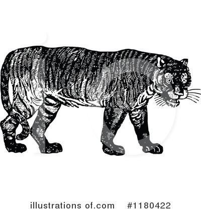 Tiger Clipart #1180422 by Prawny Vintage