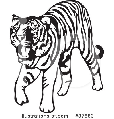 Royalty-Free (RF) Tiger Clipart Illustration by David Rey - Stock Sample #37883