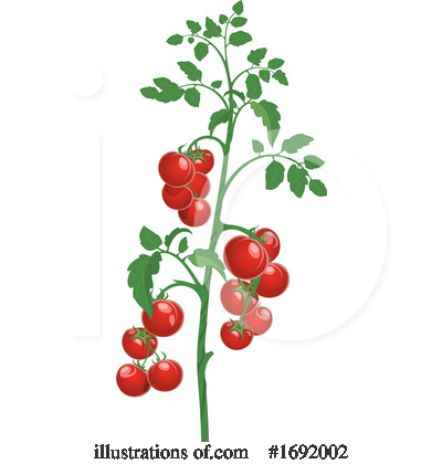 Royalty-Free (RF) Tomato Clipart Illustration by Vector Tradition SM - Stock Sample #1692002