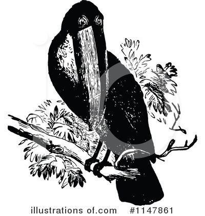 Toucan Clipart #1147861 by Prawny Vintage