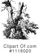 Tree Clipart #1116020 by Prawny Vintage