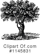 Tree Clipart #1145831 by Prawny Vintage