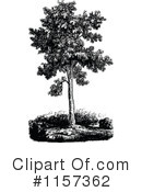 Tree Clipart #1157362 by Prawny Vintage