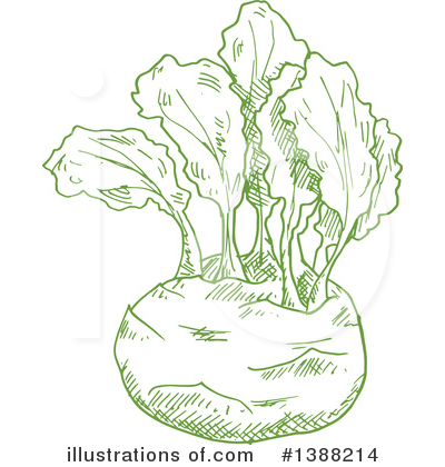 Kohlrabi Clipart #1388214 by Vector Tradition SM
