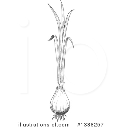 Green Onions Clipart #1388257 by Vector Tradition SM