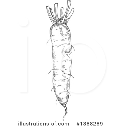 Daikon Clipart #1388289 by Vector Tradition SM