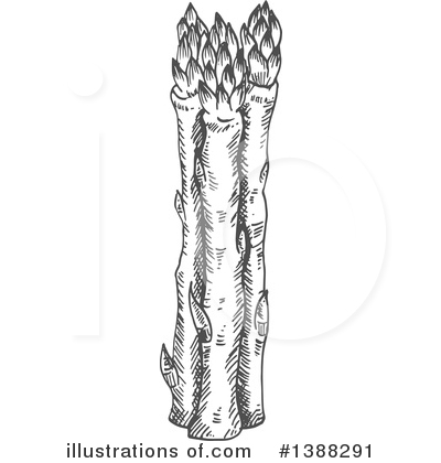 Asparagus Clipart #1388291 by Vector Tradition SM