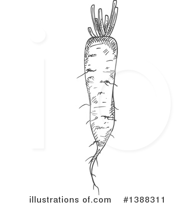 Daikon Radish Clipart #1388311 by Vector Tradition SM