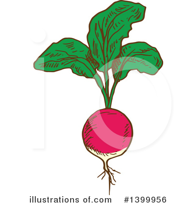 Radish Clipart #1399956 by Vector Tradition SM