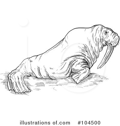 Royalty-Free (RF) Walrus Clipart Illustration by patrimonio - Stock Sample #104500