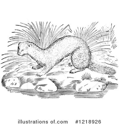 Royalty-Free (RF) Weasel Clipart Illustration by Picsburg - Stock Sample #1218926